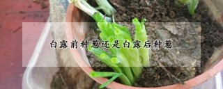 白露前种葱还是白露后种葱,第1图