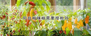 阳台种辣椒需要授粉吗,第1图