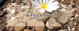 新手怎么养生石花,第1图