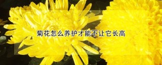 菊花怎么养护才能不让它长高,第1图