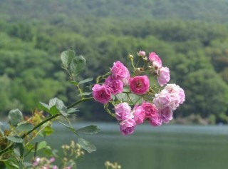 蔷薇花的花语和传说，蔷薇花象征着爱情与爱的思念,第8图