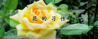 花的习性,第1图