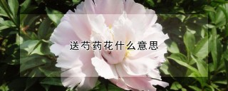 送芍药花什么意思,第1图