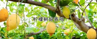 柠檬树好养吗,第1图