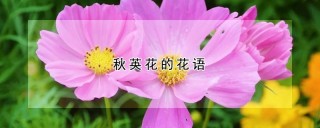 秋英花的花语,第1图