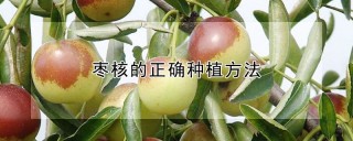 枣核的正确种植方法,第1图