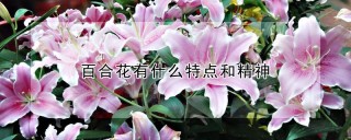 百合花有什么特点和精神,第1图