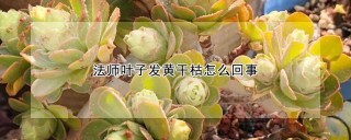 法师叶子发黄干枯怎么回事,第1图