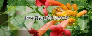 非洲凌霄花和凌霄花的区别,第1图