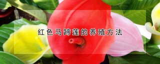 红色马蹄莲的养殖方法,第1图