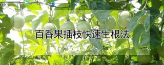 百香果插枝快速生根法,第1图