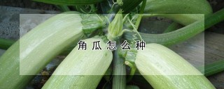 角瓜怎么种,第1图