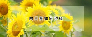 向日葵如何种植,第1图