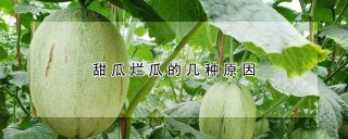 甜瓜烂瓜的几种原因,第1图