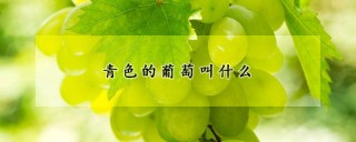 青色的葡萄叫什么,第1图