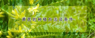 黄芪的种植方法及条件,第1图