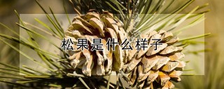 松果是什么样子,第1图