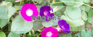 爬藤最快的花,第1图