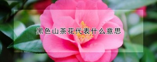 黑色山茶花代表什么意思,第1图