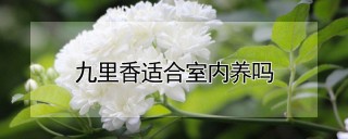 九里香适合室内养吗,第1图