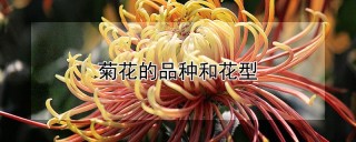 菊花的品种和花型,第1图