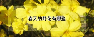 春天的野花有哪些,第1图