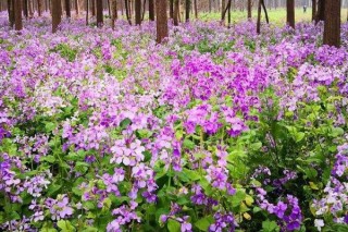 蓝香芥和二月兰的区别,第2图