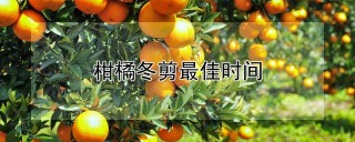 柑橘冬剪最佳时间,第1图