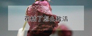 花枯了怎么救活,第1图