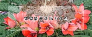 铁树能开花吗为什么,第1图