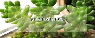 多肉长什么样子介绍,第1图