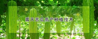 露天苦瓜高产种植技术,第1图