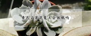 鲁氏石莲花夏天会休眠吗,第1图