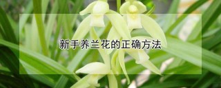 新手养兰花的正确方法,第1图