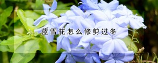 蓝雪花怎么修剪过冬,第1图