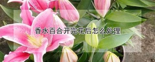 香水百合开完花后怎么处理,第1图