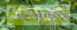 苦瓜种子不发芽怎么办,第1图