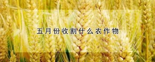 五月份收割什么农作物,第1图