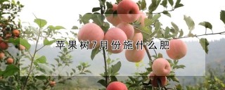 苹果树7月份施什么肥,第1图