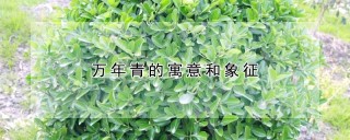 万年青的寓意和象征,第1图