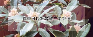 瑞香可以施磷酸二氢钾吗,第1图