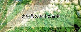 大头菜又叫什么名字,第1图