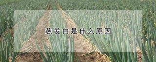 葱发白是什么原因,第1图