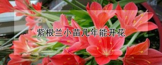 紫根兰小苗几年能开花,第1图