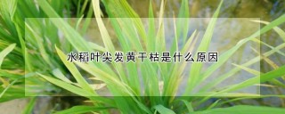 水稻叶尖发黄干枯是什么原因,第1图