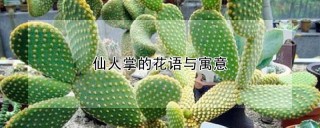 仙人掌的花语与寓意,第1图