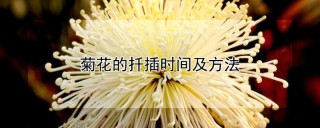 菊花的扦插时间及方法,第1图