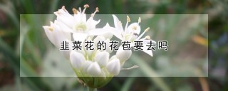 韭菜花的花苞要去吗,第1图