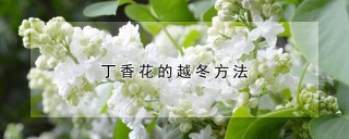 丁香花的越冬方法,第1图