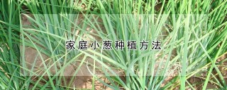 家庭小葱种植方法,第1图